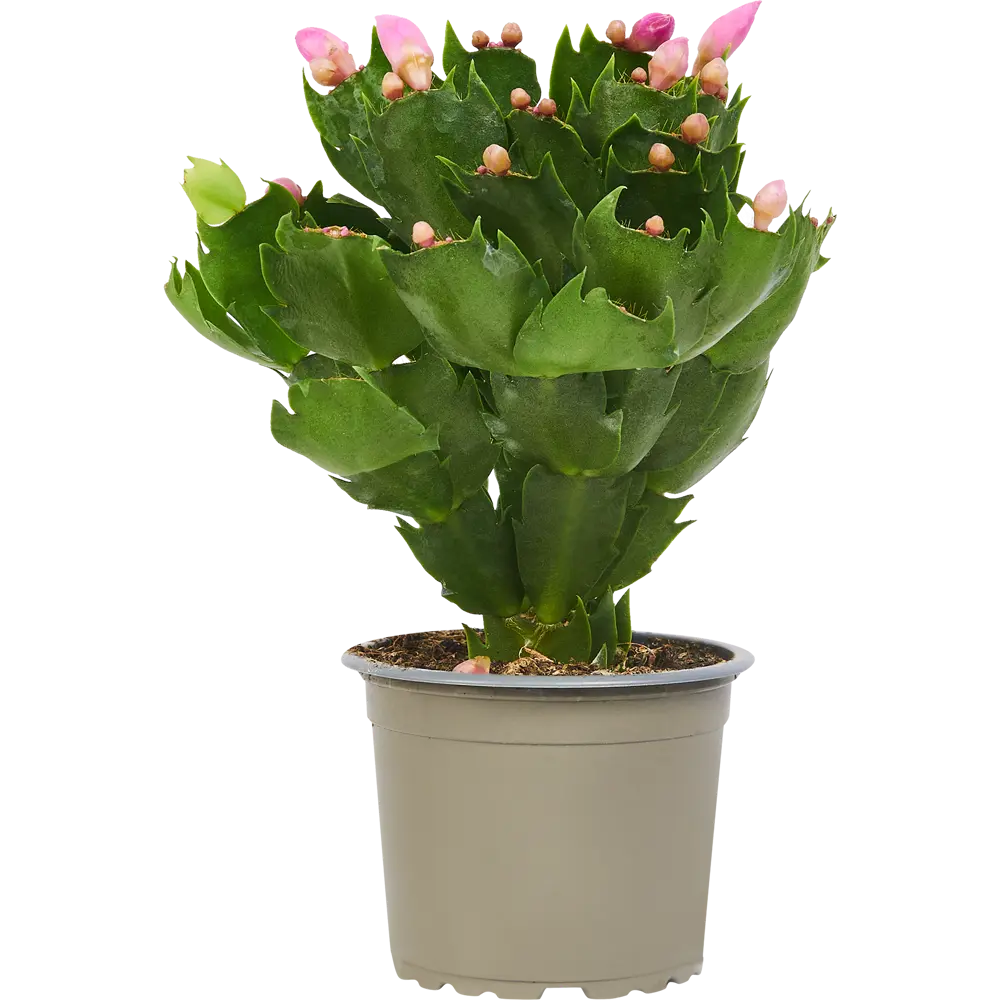 Santreyd Шлюмбергера микс - рождественский кактус в горшке ø10 h30 см 85325014 STLM-0061564