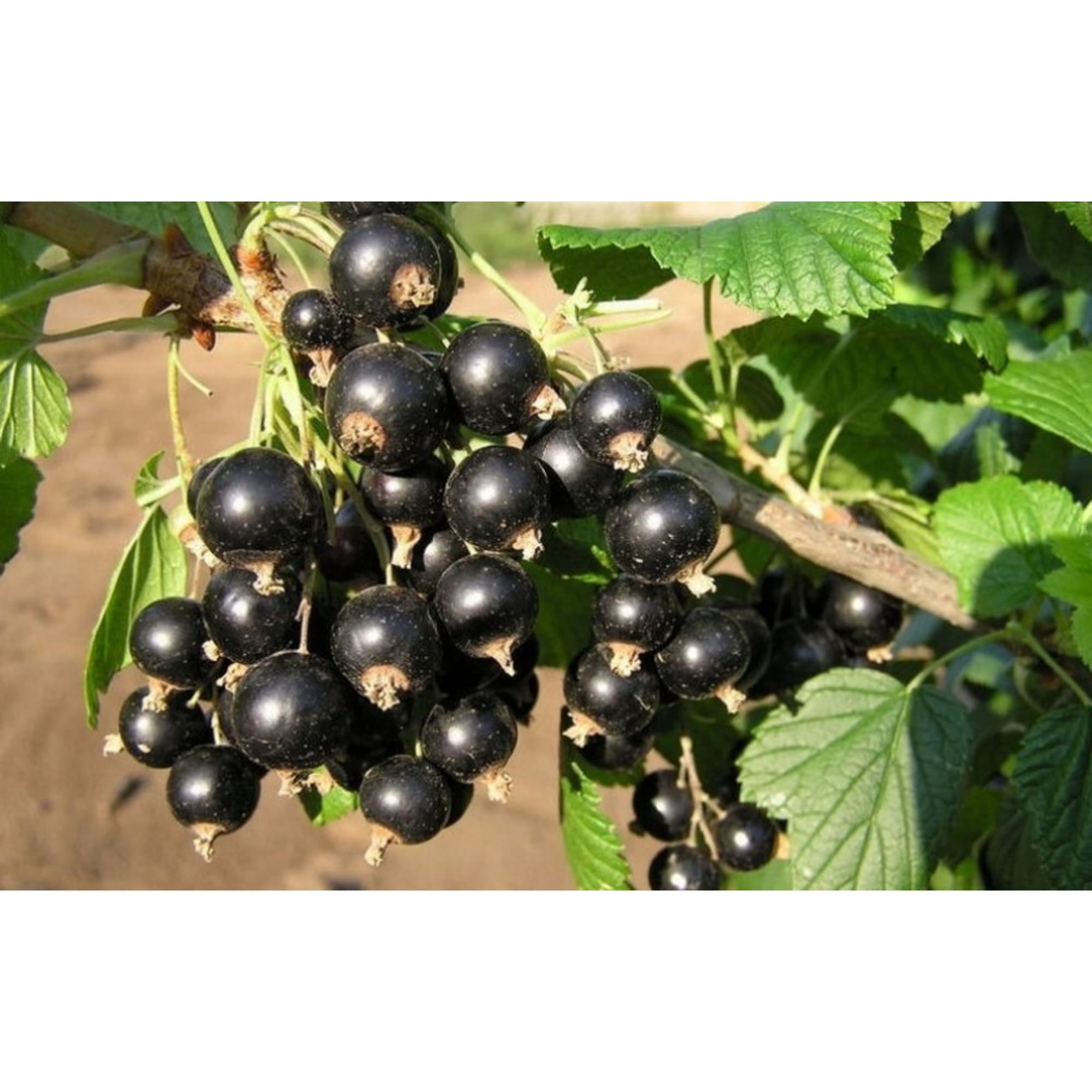 82597125 Смородина чёрная «Оджебин» C2 высота 40 см Santreyd  - Вид №2