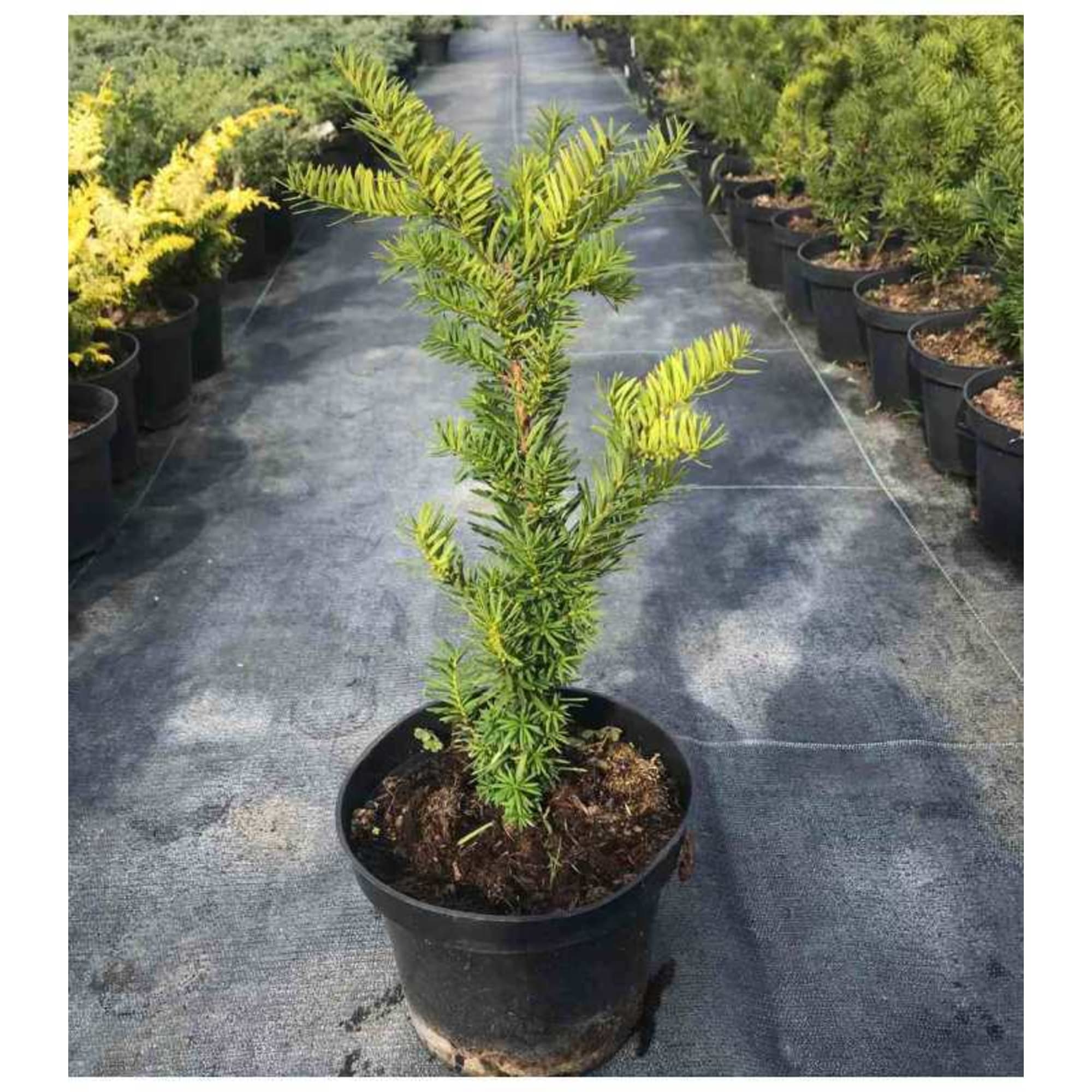 82601621 Тисс средний «Селекции Кордес» 9x20 см Santreyd  - Вид №1