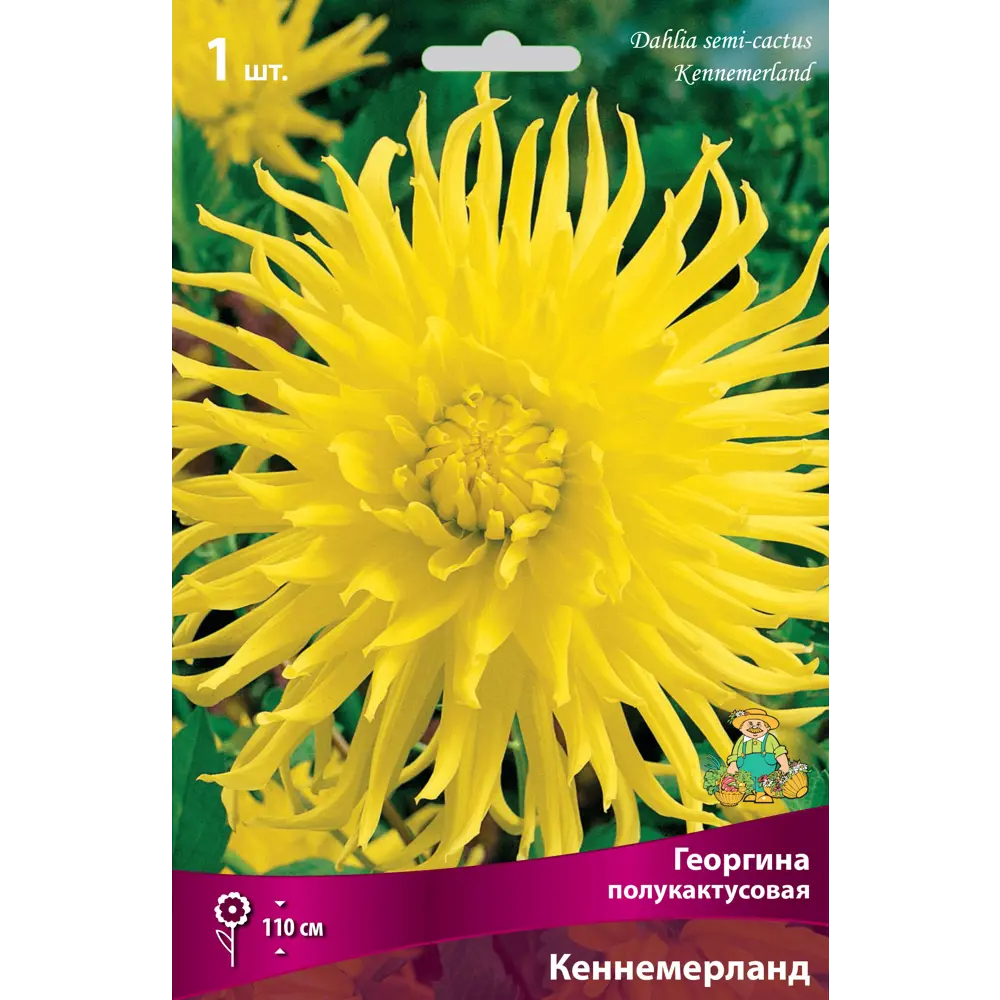 Георгины полукактусовые Кеннемерланд I, 1 шт 82530144 STLM-2060095 ПОИСК 