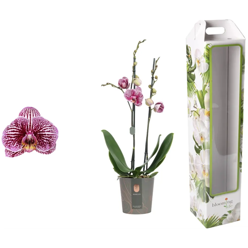 Орхидея Фаленопсис Блэк страйпс ø12 h65 см Santreyd STLM-2058143 - Вид №5