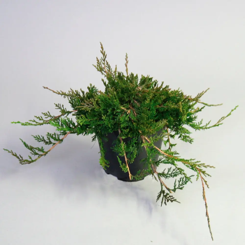 Можжевельник горизонтальный Вилтони ø19 h55 см PLANTMARKET STLM-2184066