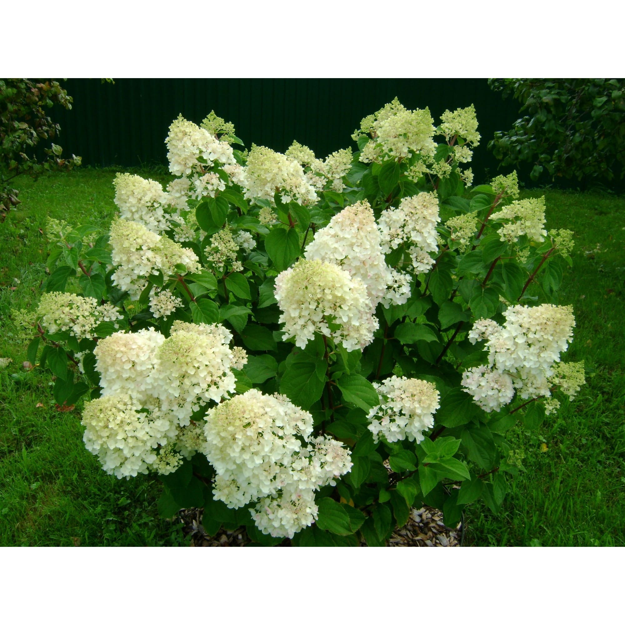 85324886 Гортензия метельчатая Силвэ Доллар ø14 h100 см Santreyd 