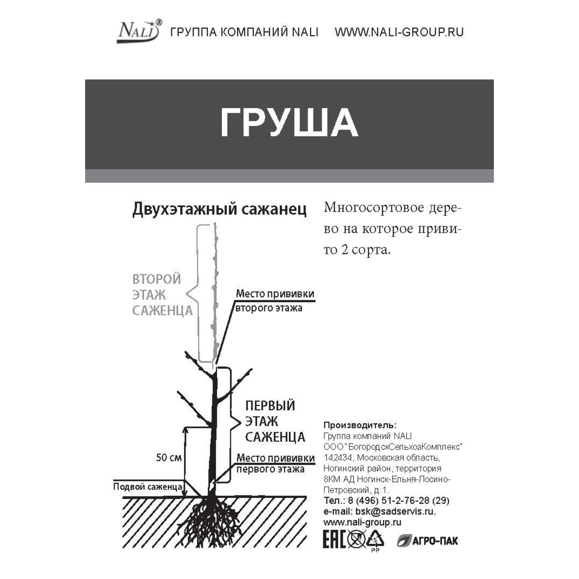 85670468 Груша двухъярусное дерево 2 прививки ø20 h180 см Santreyd  - Вид №1