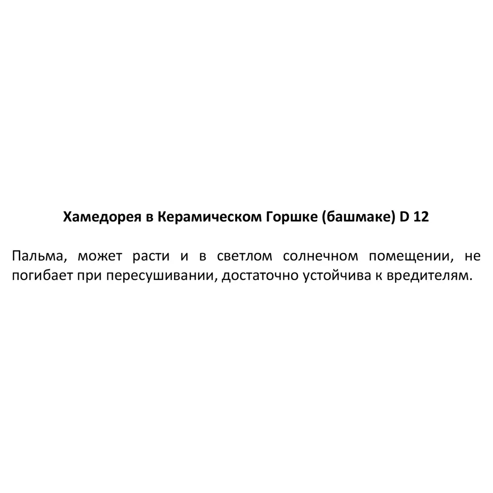 Хамедорея Santreyd - элегантная комнатная пальма с бамбуковыми стеблями 89359681 STLM-1394457 - Вид №4