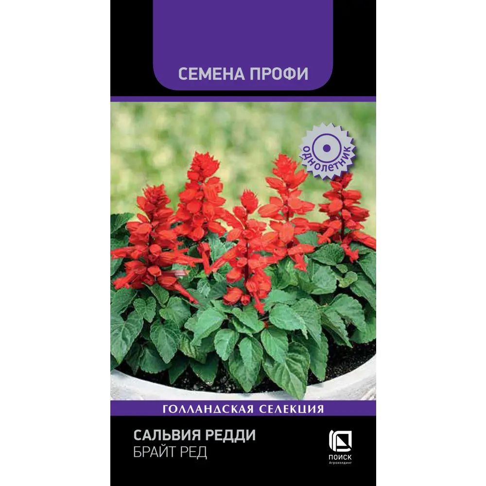 ПОИСК Сальвия Редди Брайт Ред - яркие акцентные цветы для сада 89401260 STLM-1564422
