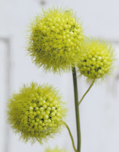 5549 883 a3 Фруктовая ветка gomphocarpus, 60 см, зеленая H-andreas