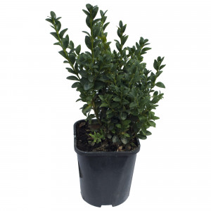 18381489 Буксус вечнозеленый «Самшит», 17х25-30 см