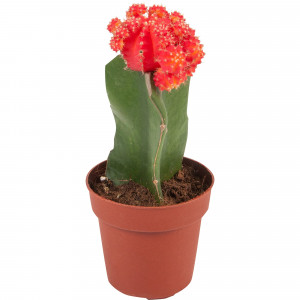 82565299 Гимнокалициум японский микс 8.5x20 см