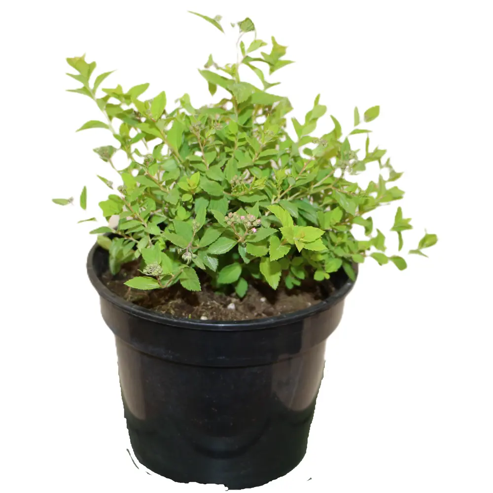 Спирея декоративная кустарниковая розовый микс 89427974 Santreyd STLM-1580385 - Вид №1