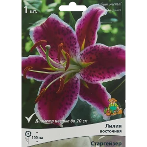 Луковица лилии Старгейзер ПОИСК - восточная красота для вашего сада 85186032