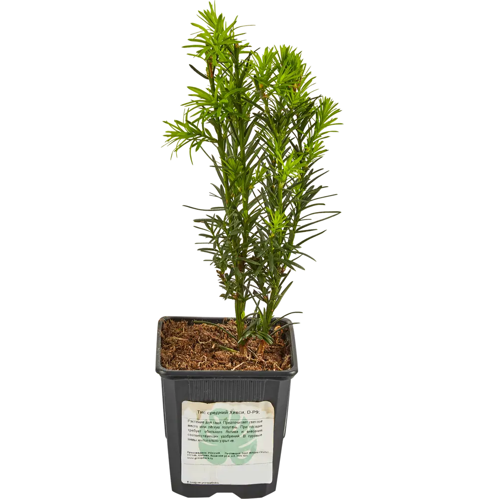 Тис Хикси от Santreyd - вечнозеленый кустарник для ландшафтного дизайна 87718703 STLM-0957467 - Вид №1