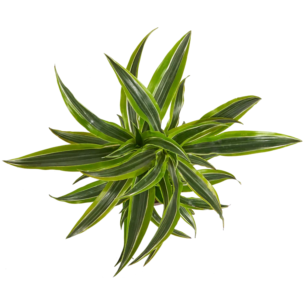 Santreyd Драцена Лимон Лайм — живой акцент для вашего интерьера 82399548 STLM-0026476 - Вид №1