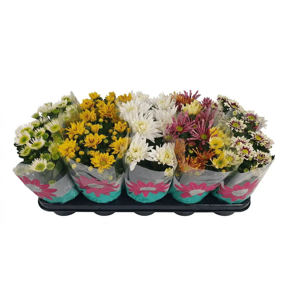 Хризантема Инд микс ø12 h20 см 89455233 STLM-2064123 Santreyd 