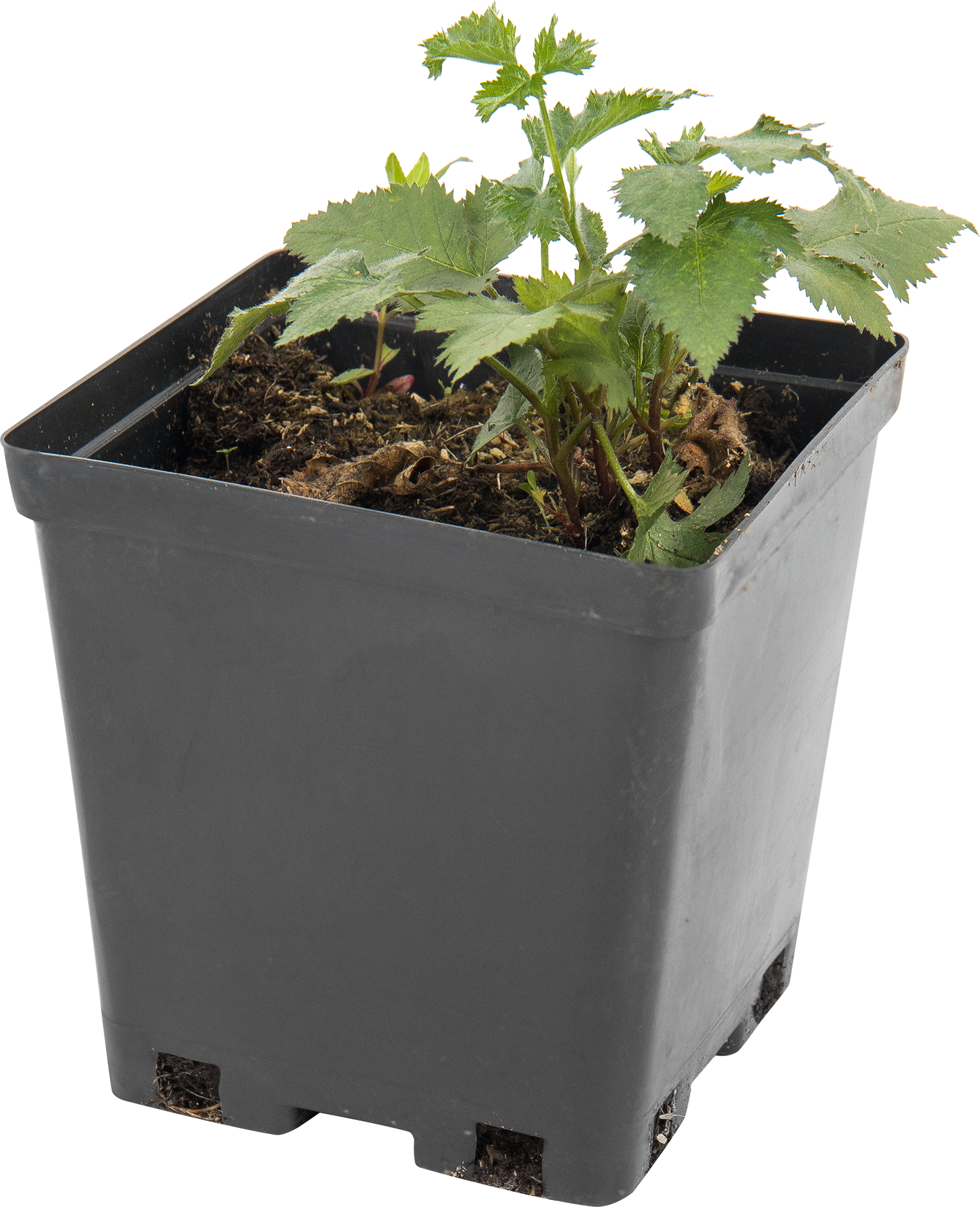 Саженец ежевики «Дарроу» — урожайный сорт для сада 82597071