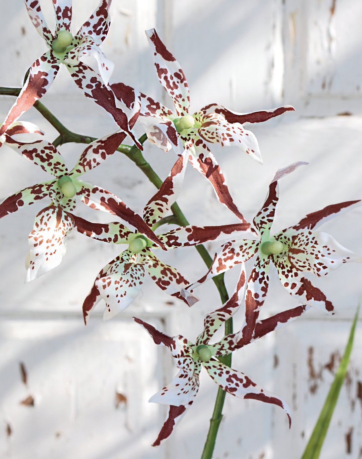2562 776 a3 Синтетическая орхидея odontoglossum, 103 см, бежево-коричневая H-andreas  - Вид №2
