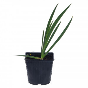 81954812 Ирис германский С1 «Бронз»