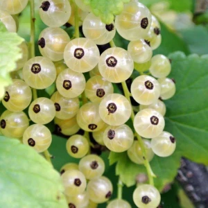 Смородина белая Смольянинова ø15 h45 см