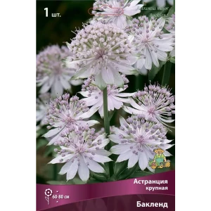 Астранция крупная Бакленд 86410118 STLM-2019918