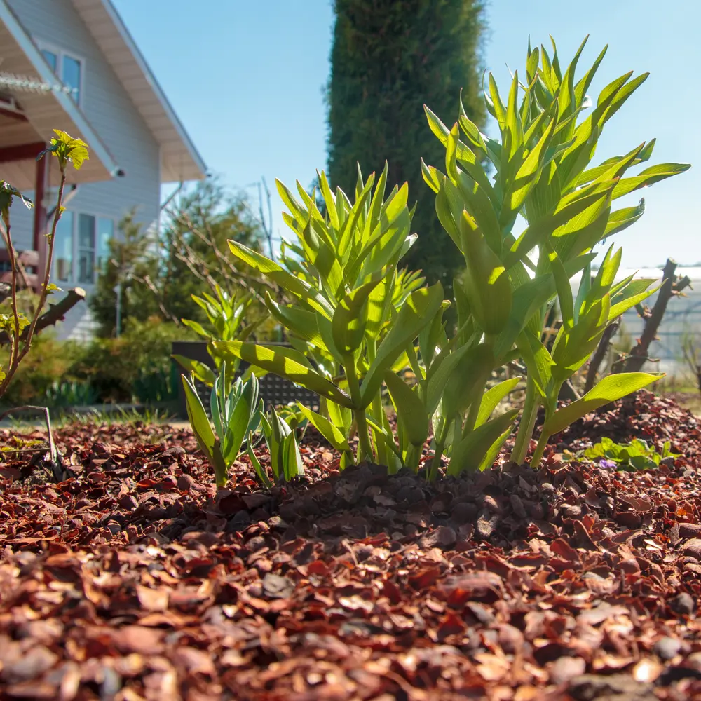 Santreyd Мульча Какаовелла 20 л с шоколадным ароматом 88509501 STLM-0959457 - Вид №4