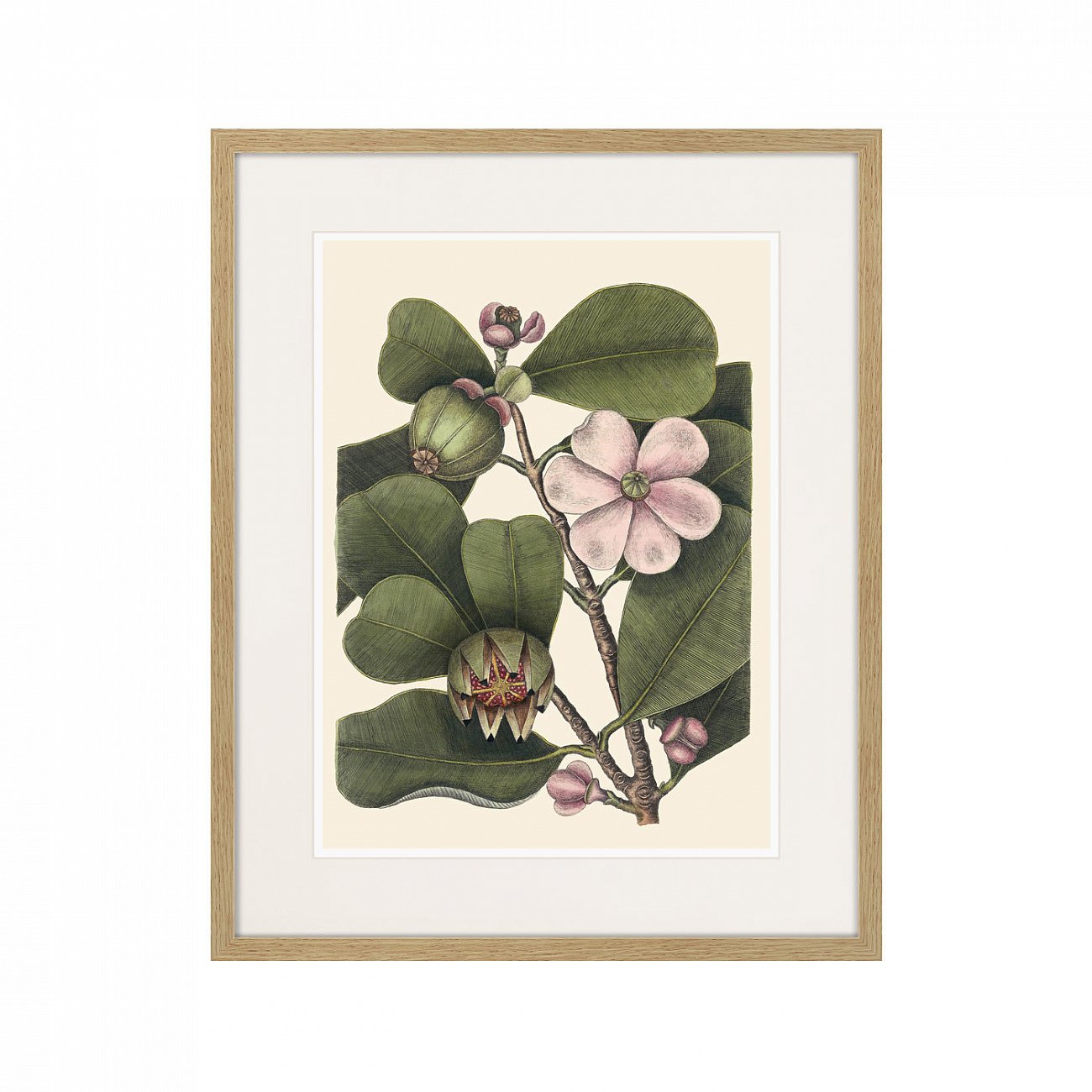 Литография на тонированной бумаге 52х42 см Balsam tree with pink flower, 1741г. КАРТИНЫ В КВАРТИРУ  264405 Белый;коричневый;разноцветный  - Вид №1