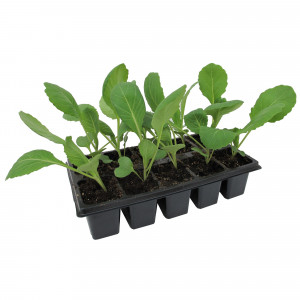 13149576 Капуста, P10 Н20