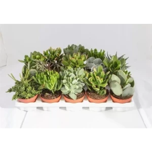 Santreyd Крассула микс — суккулент для современного интерьера 89354582