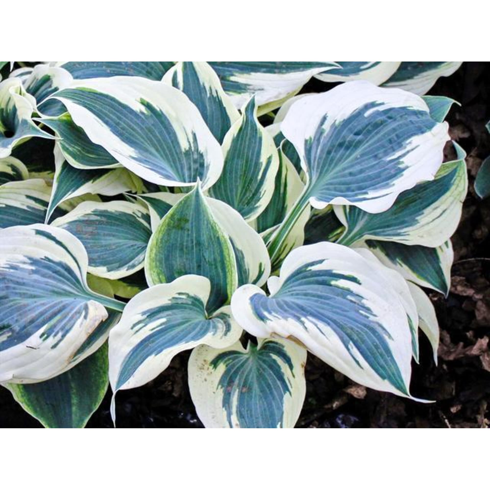 82585376 Хоста гибридная «Фирн Лайн» 17x20 см Santreyd  - Вид №3