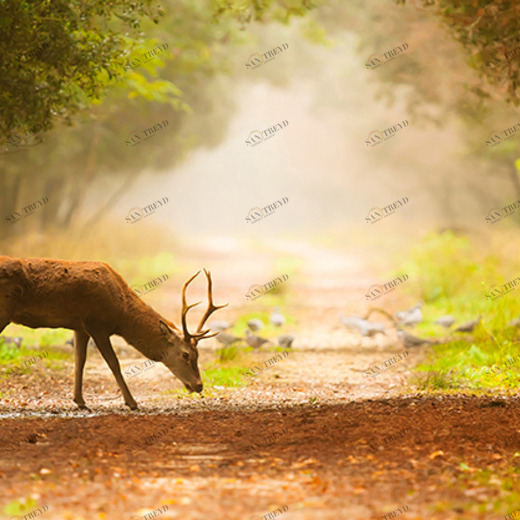 C1-346 Фотообои DIVINO Collection C 1.47х3 м C1346