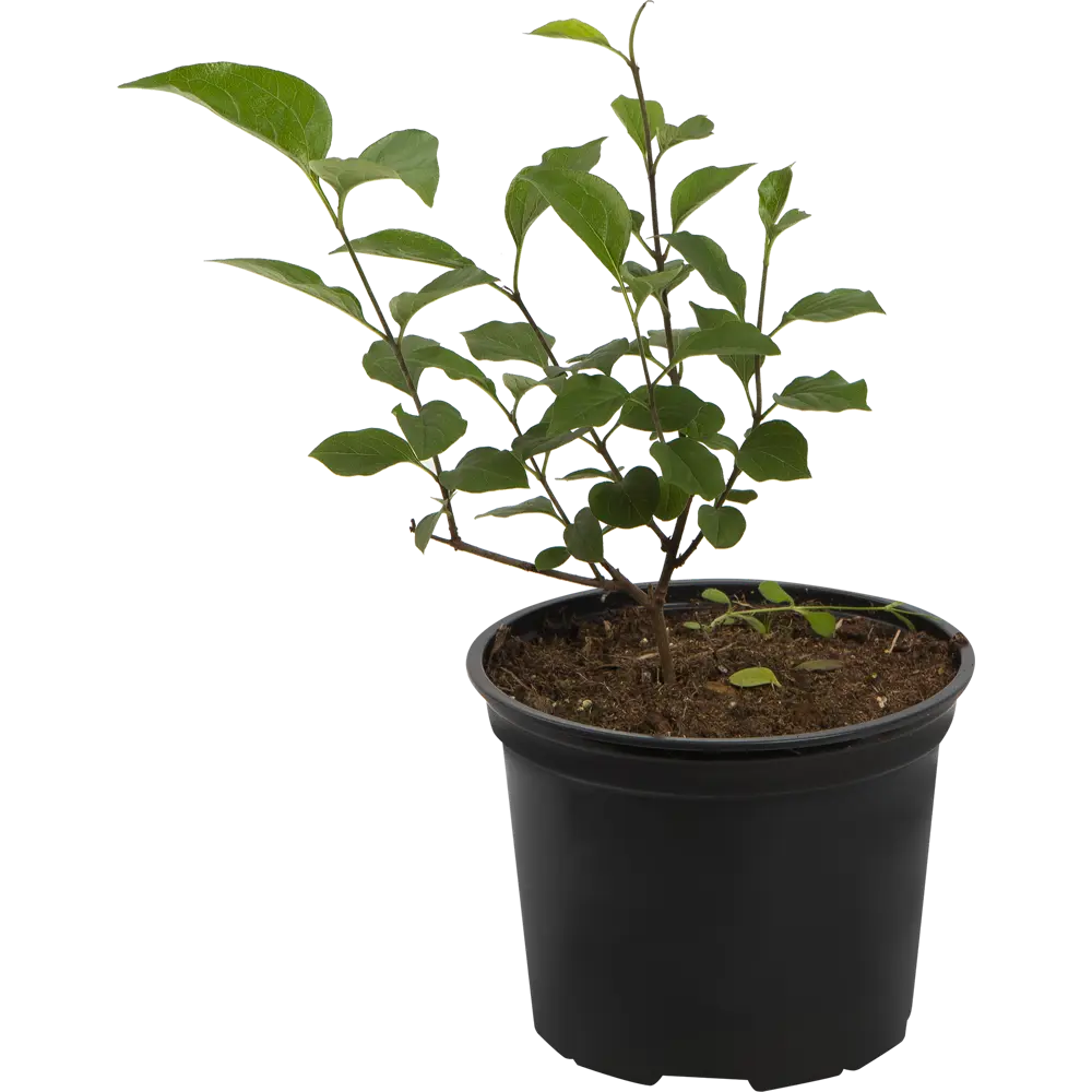 Сирень Катерина Хавемейер от Santreyd - розовая красота для вашего сада 82585349 STLM-0959705