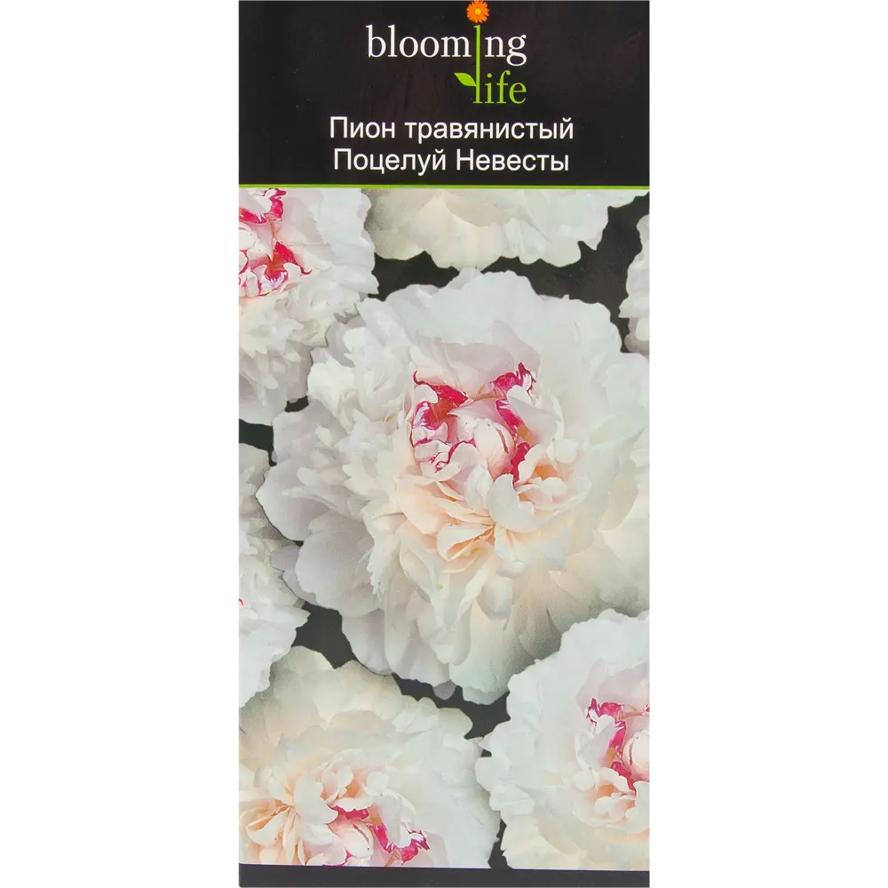 Пион травянистый Поцелуй невесты в тубе 82539509 STLM-2189530 BLOOMING LIFE 