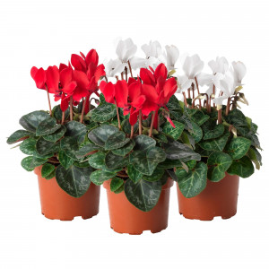 82579770 Цикламен d12 h30