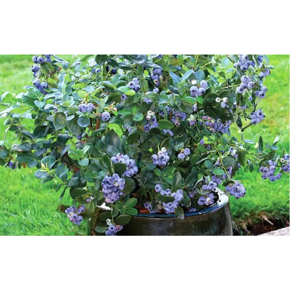 Голубика садовая Элизабет ø9 h20 см 87691173 STLM-2045188 PLANTMARKET 