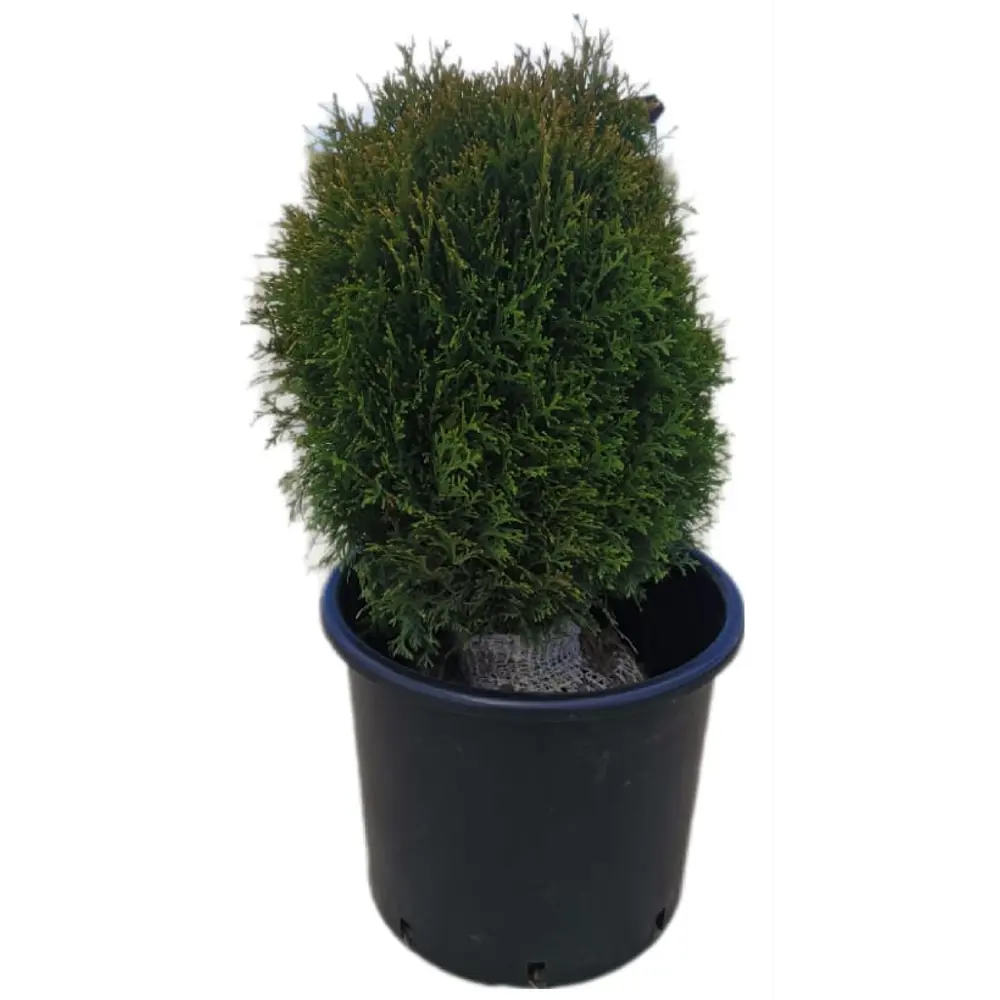 Туя западная Тини Тим - карликовый хвойный кустарник для сада 84722198 Santreyd STLM-1579605