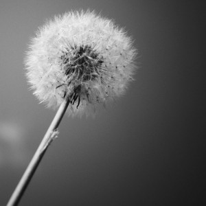 F132A/0436X120 Картина Мома Рамка 0436 Adriani e Rossi