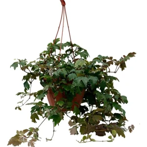 Santreyd Циссус Эллен Даника — комнатный виноград для вертикального озеленения 89394876