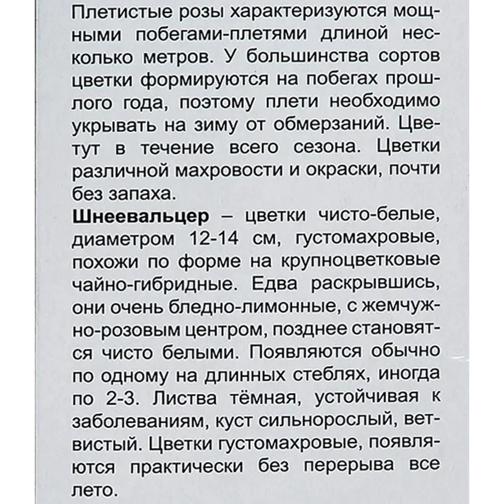 Роза плетистая Шнеевальцер h100 см 86543278 STLM-2211354 Santreyd  - Вид №3