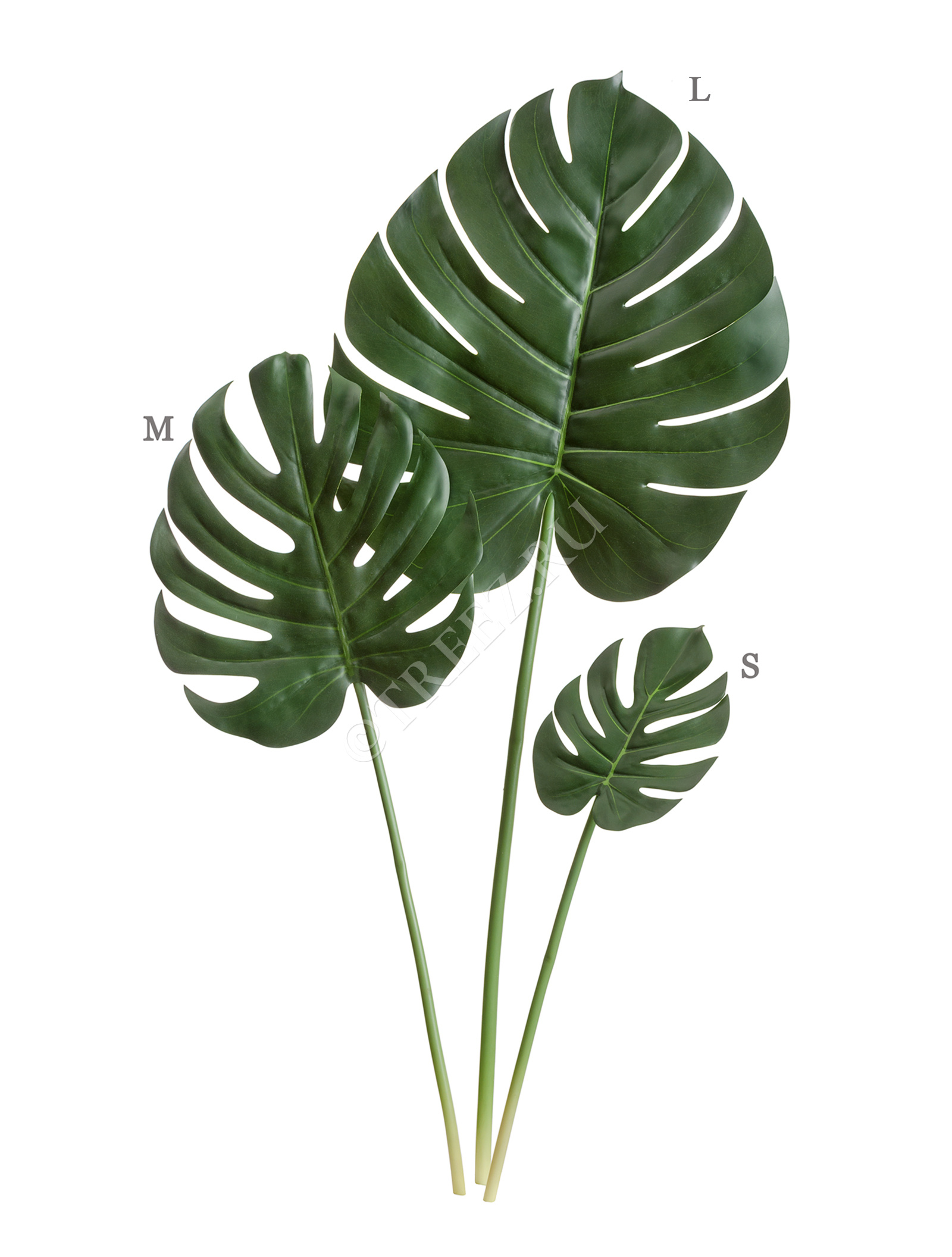 30.0618228S Лист Монстеры Литл Цветочная коллекция  - Вид №1