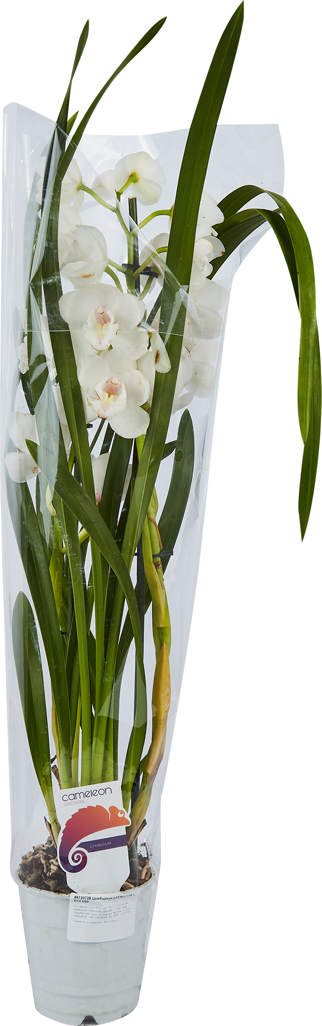Орхидея Цимбидиум микс Santreyd - изящное цветущее растение для интерьера 86720728 STLM-0070949 - Вид №4