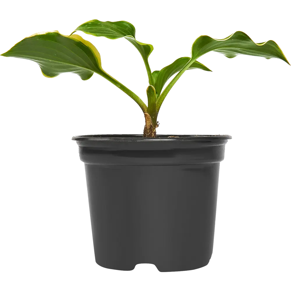 Santreyd Хоста микс — декоративный многолетник для тенистого сада 86330846 STLM-0960121