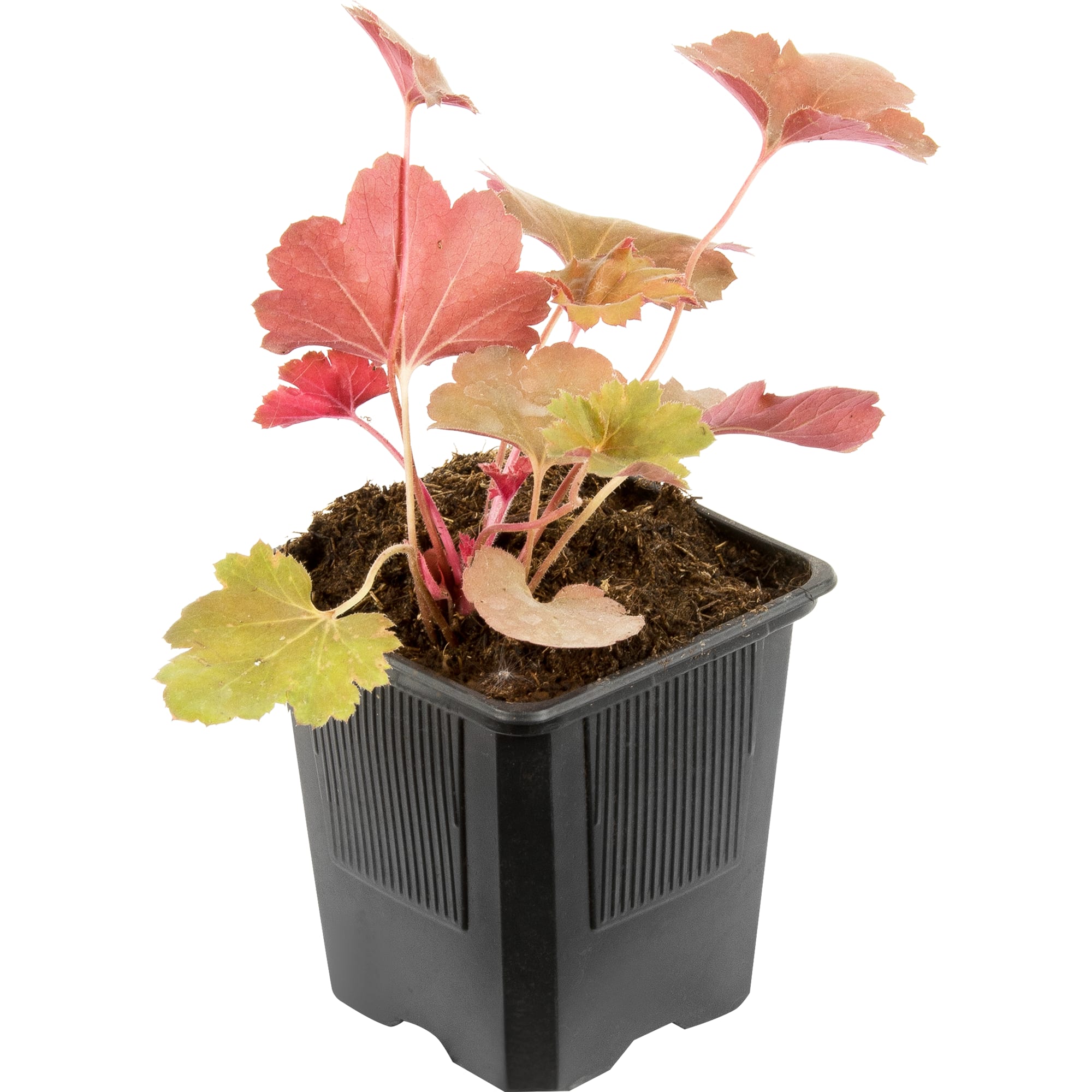 81954870 Гейхера гибридная С1 «Тирамису» h15 Santreyd 