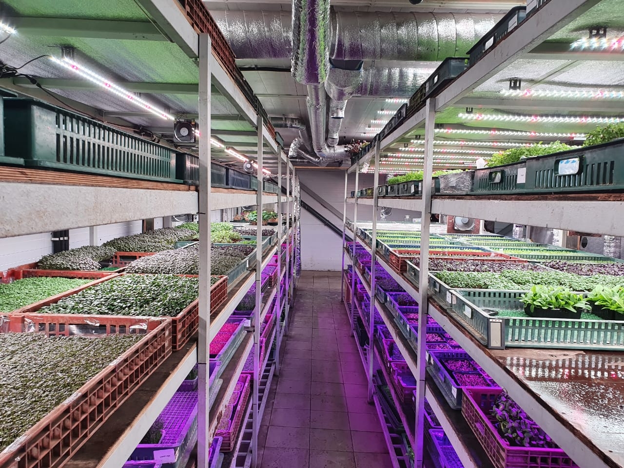 3326 2.7.с Комфорт 5000K - Рассада, Зелень, Микрозелень. Длина 90 см LAB.Space  - Вид №7