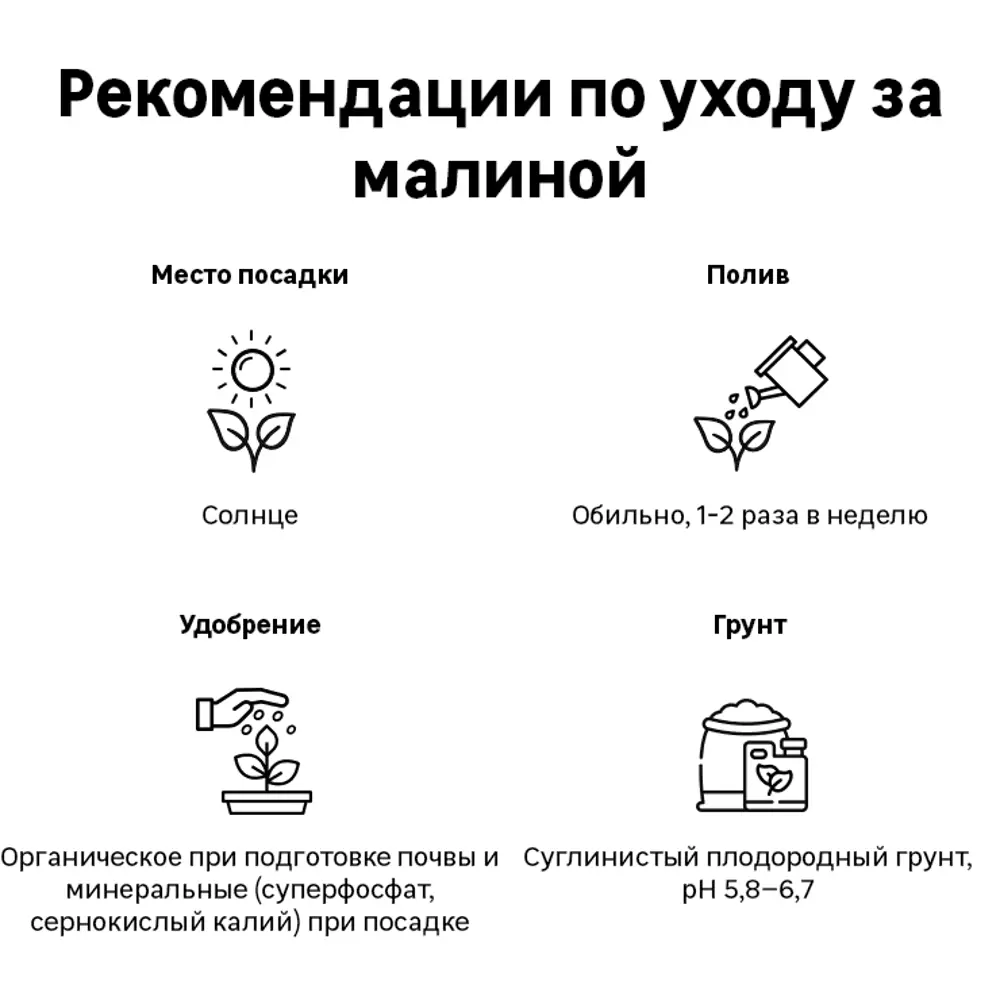 Малина сортовая Оранжевое чудо ø15 h30 см 84347445 STLM-2147990 Santreyd  - Вид №1