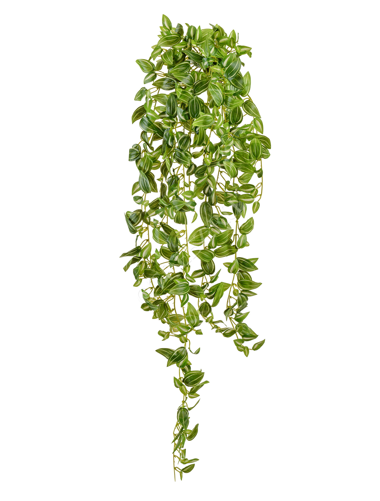 20.072133PGW-L Традесканция бело-зелёная (MDP) Цветочная коллекция  - Вид №1