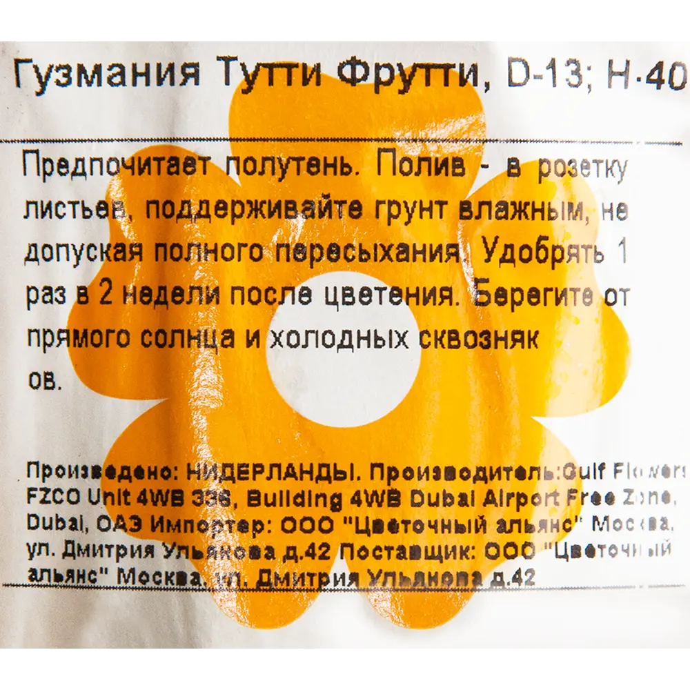 Гузмания Тутти Фрутти ø13 h40 см Цветочный альянс 82548582 STLM-2198418 Santreyd  - Вид №2
