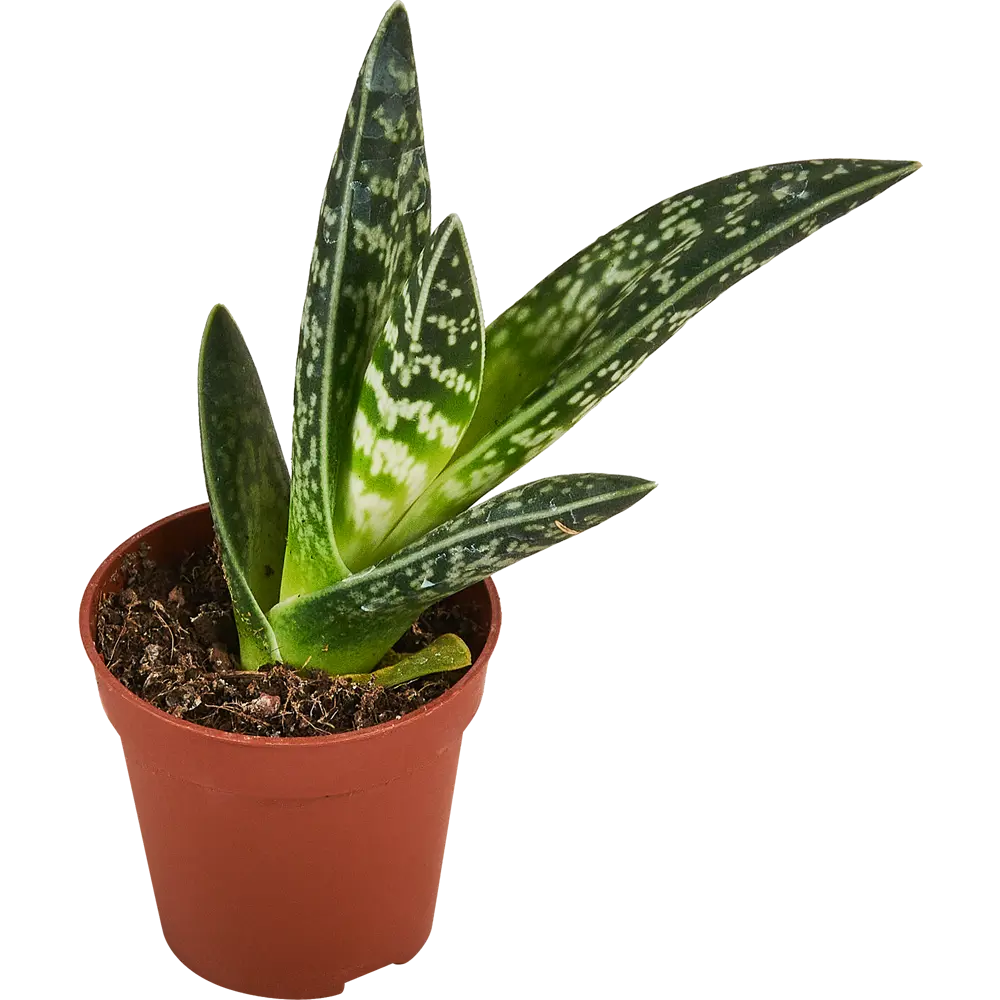 Santreyd Микс кактусов и суккулентов в горшке 88477121 STLM-0077751 - Вид №3