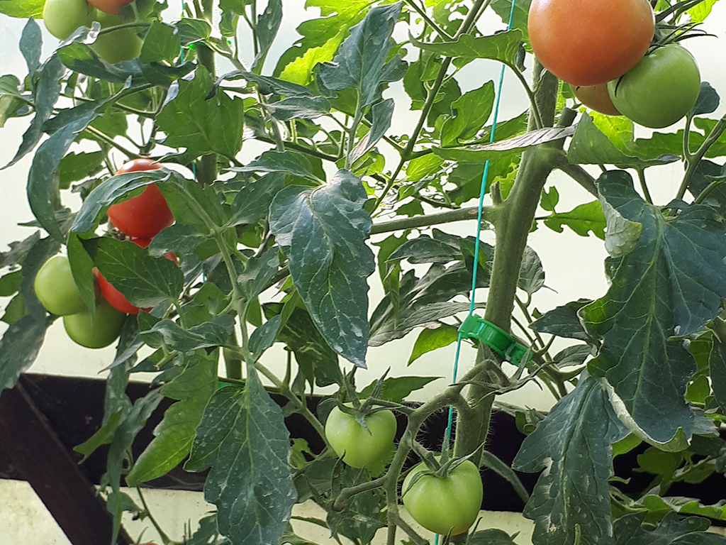 Клипса для крепления растений, 100 шт ГеоПластБорд GPBST-193 - Вид №4