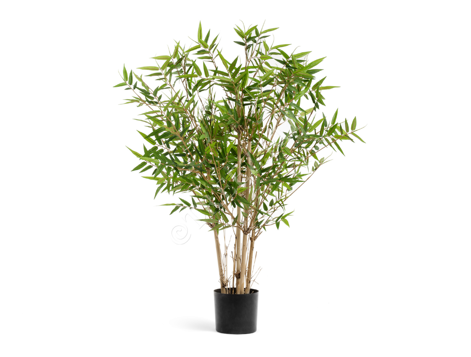 10.34304N Бамбук Японский ориенталь Цветочная коллекция  - Вид №1
