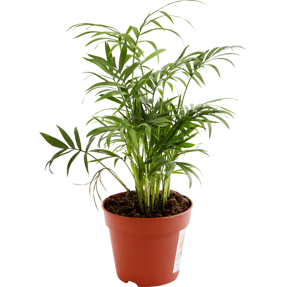Santreyd Хамедорея Элеганс - комнатная пальма для интерьера 14031107 STLM-0004202