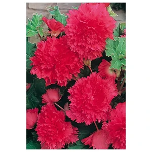 Бегония «fimbriata Pink», 4х5 см 12156977 STLM-2055209
